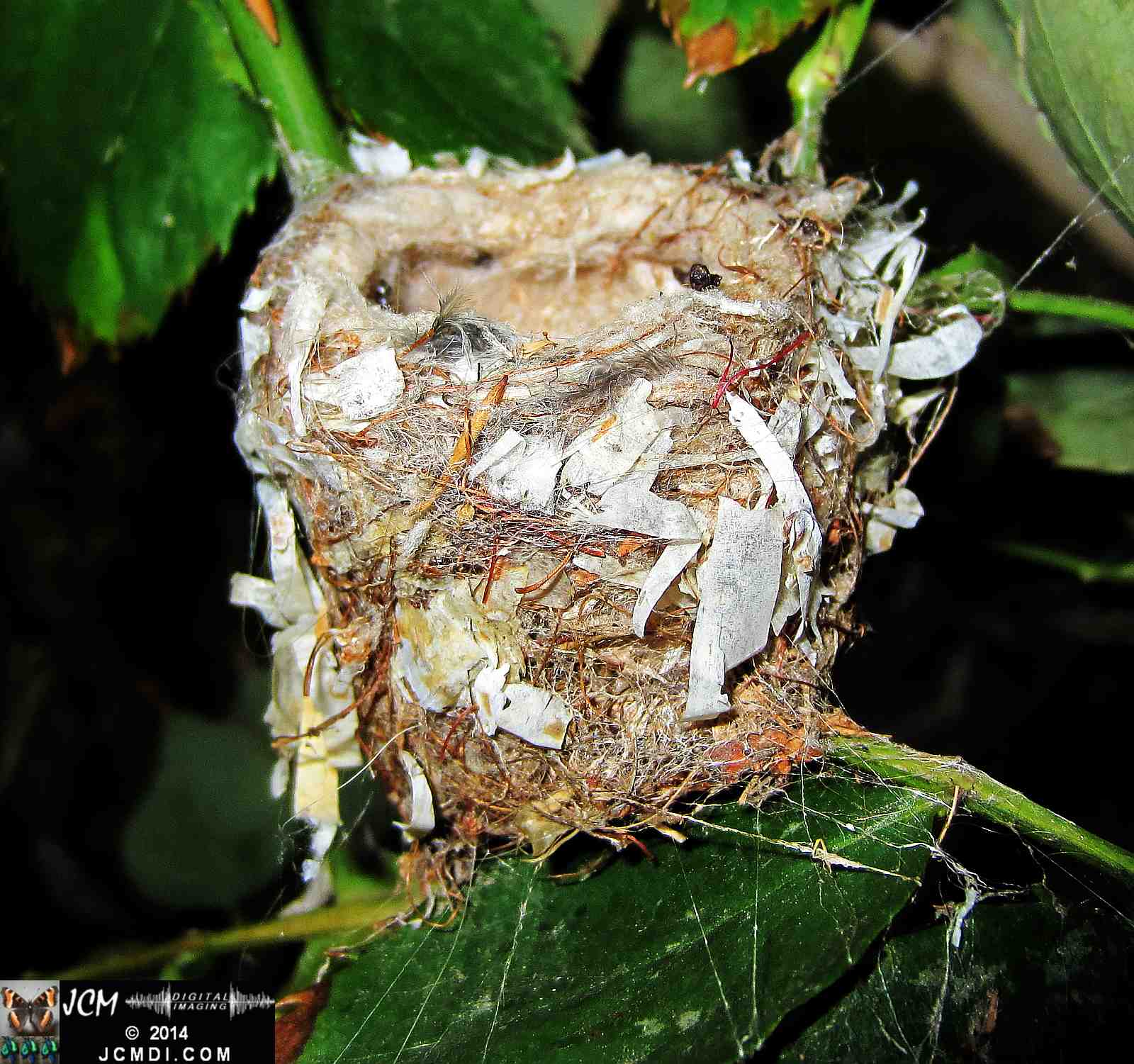 Allens Hummingbird nest, chick and filming setup